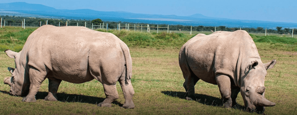 White Rhino